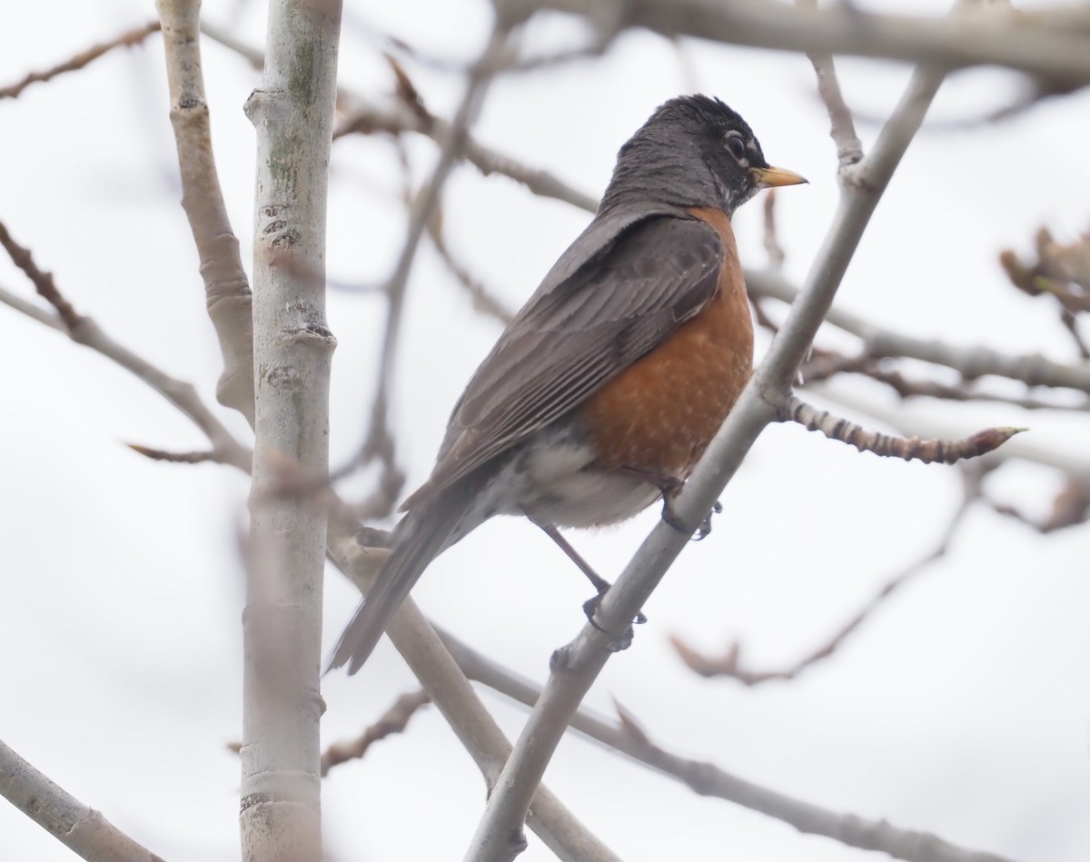 American Robin - ML461966741