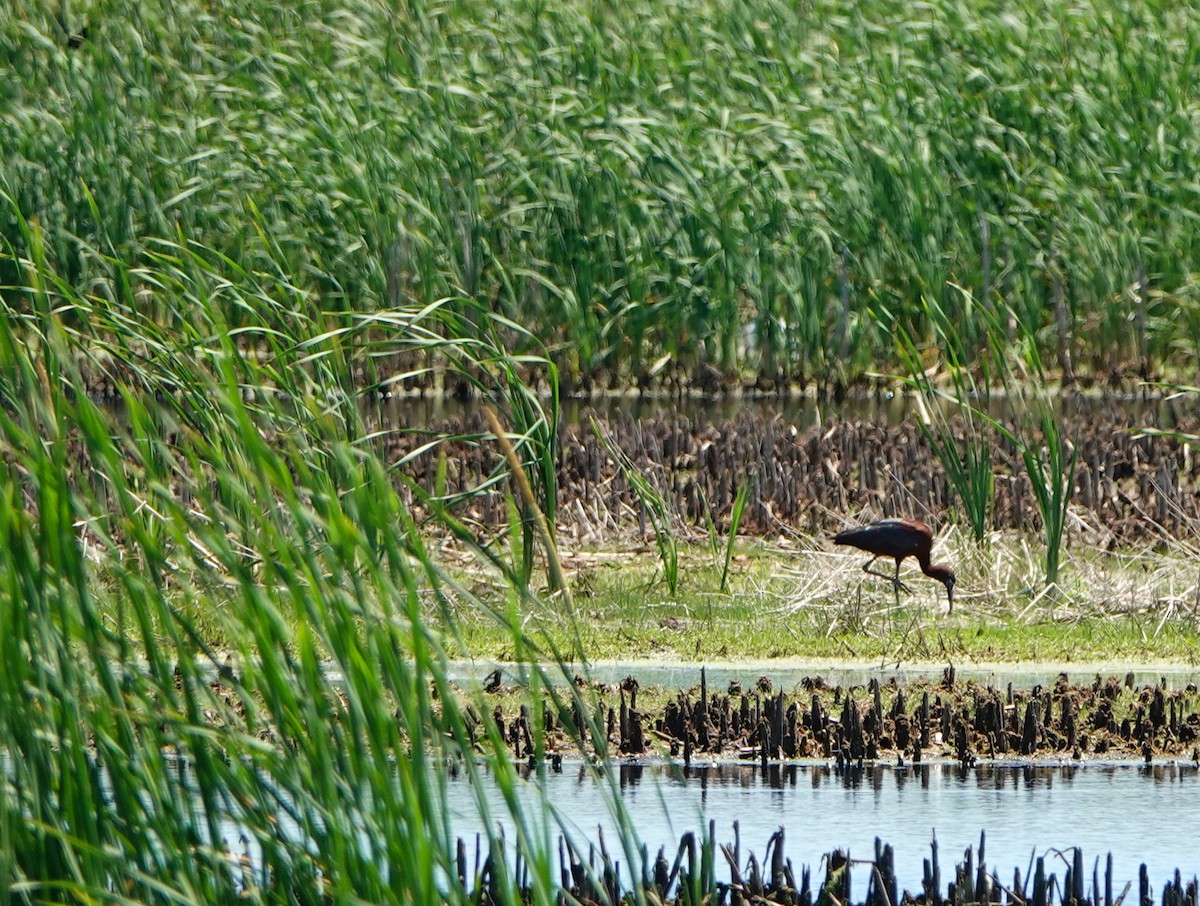 Glossy/White-faced Ibis - ML461967071