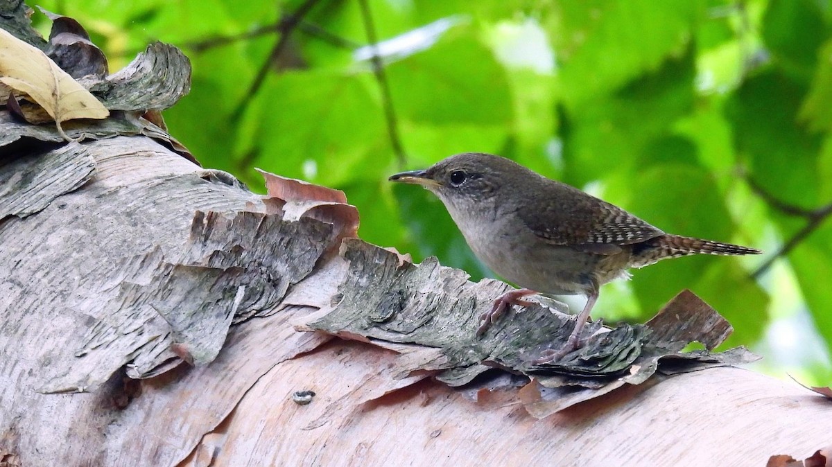 Northern House Wren - ML461967081