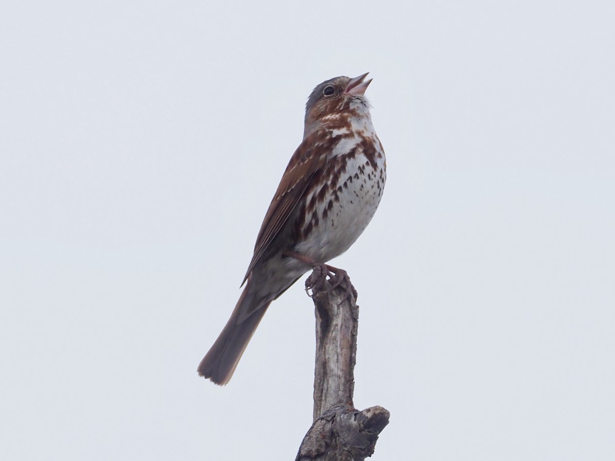 Fox Sparrow - ML461967091