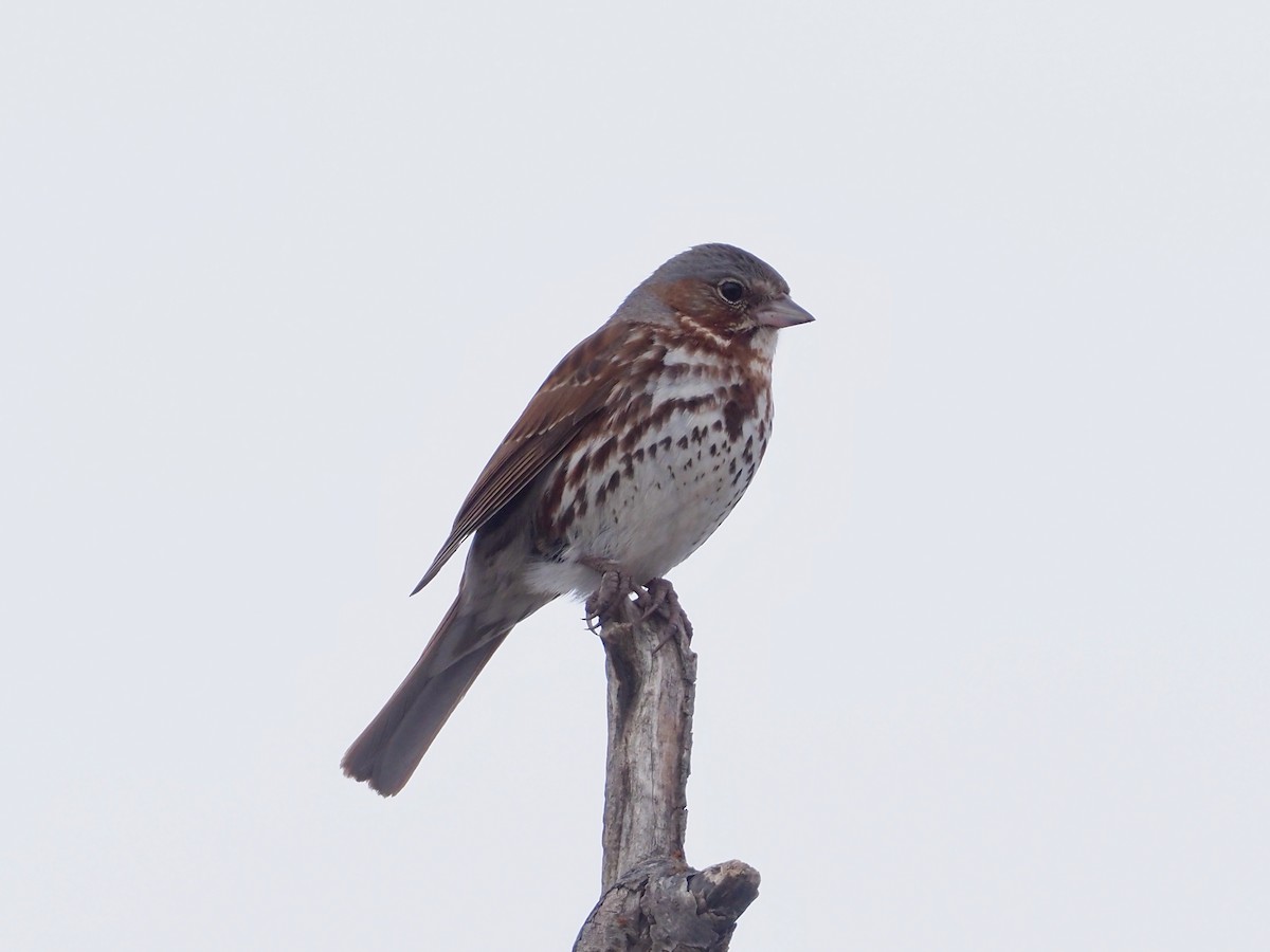 Fox Sparrow - ML461967411