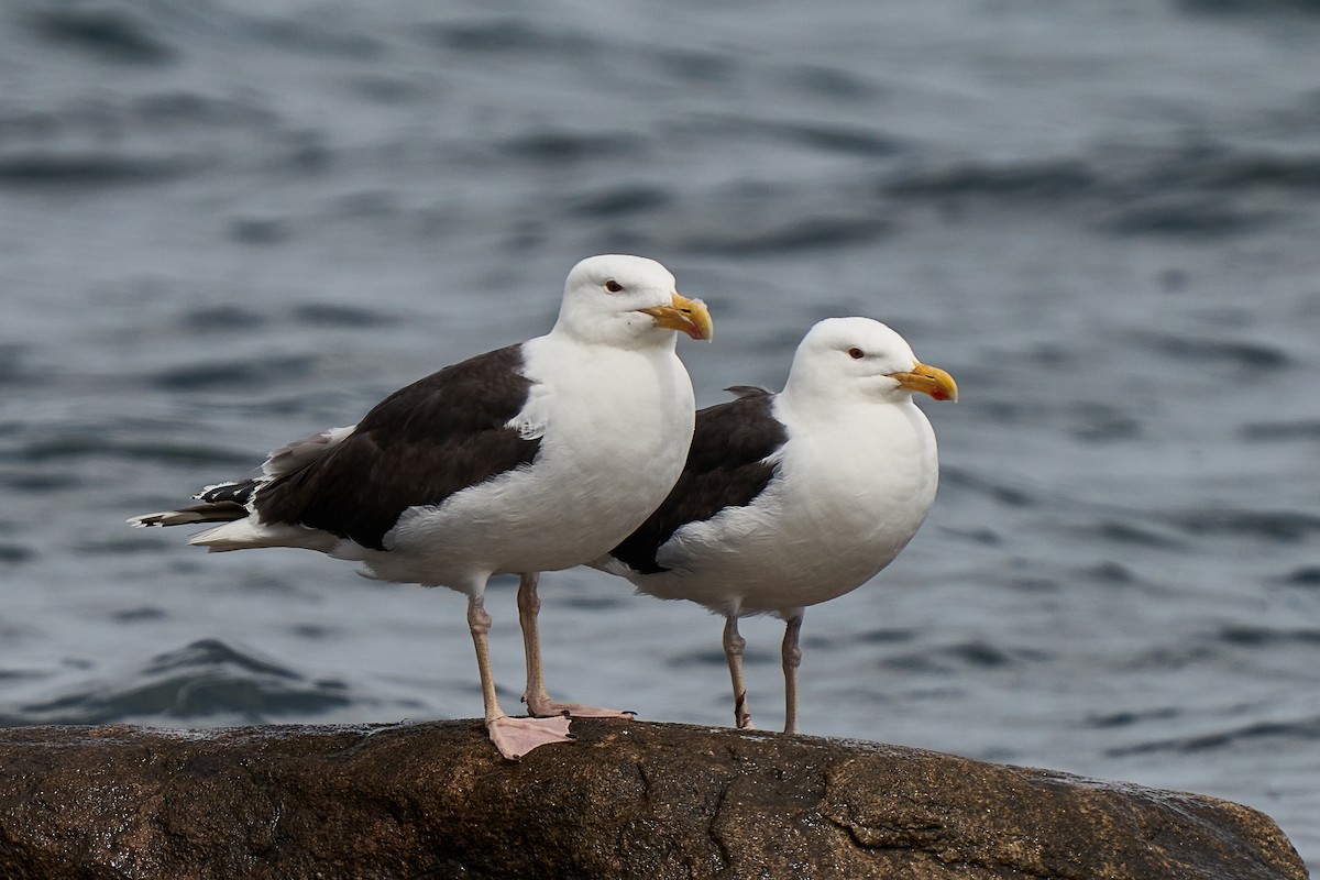 Great Black-backed Gull - ML461967651