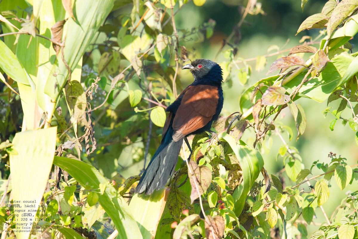 Greater Coucal - ML46196811