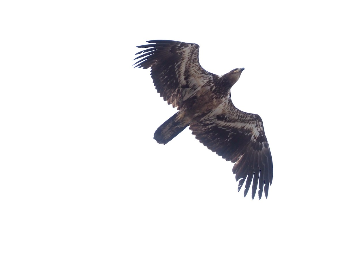 Bald Eagle - ML461968261