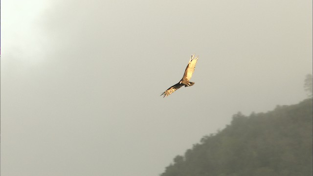 Turkey Vulture - ML461969