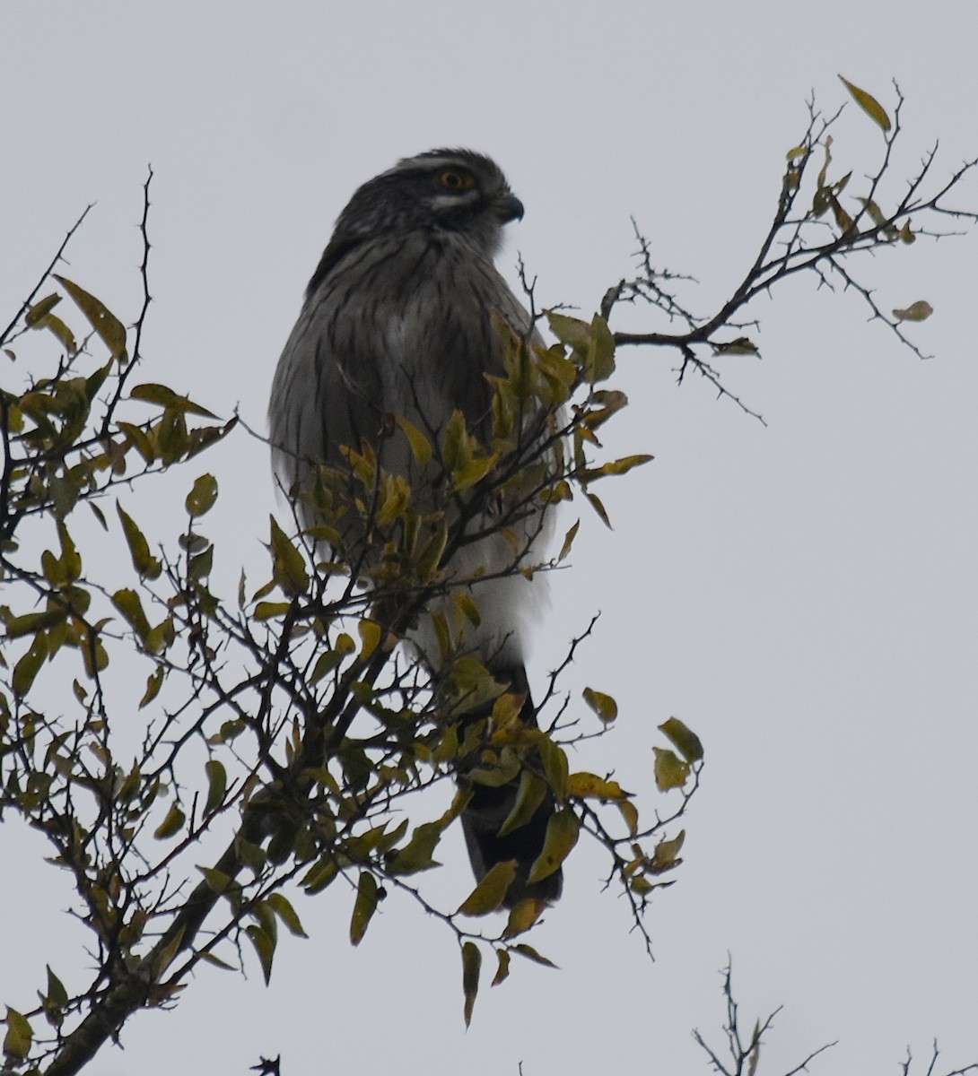 Spot-winged Falconet - ML461969041