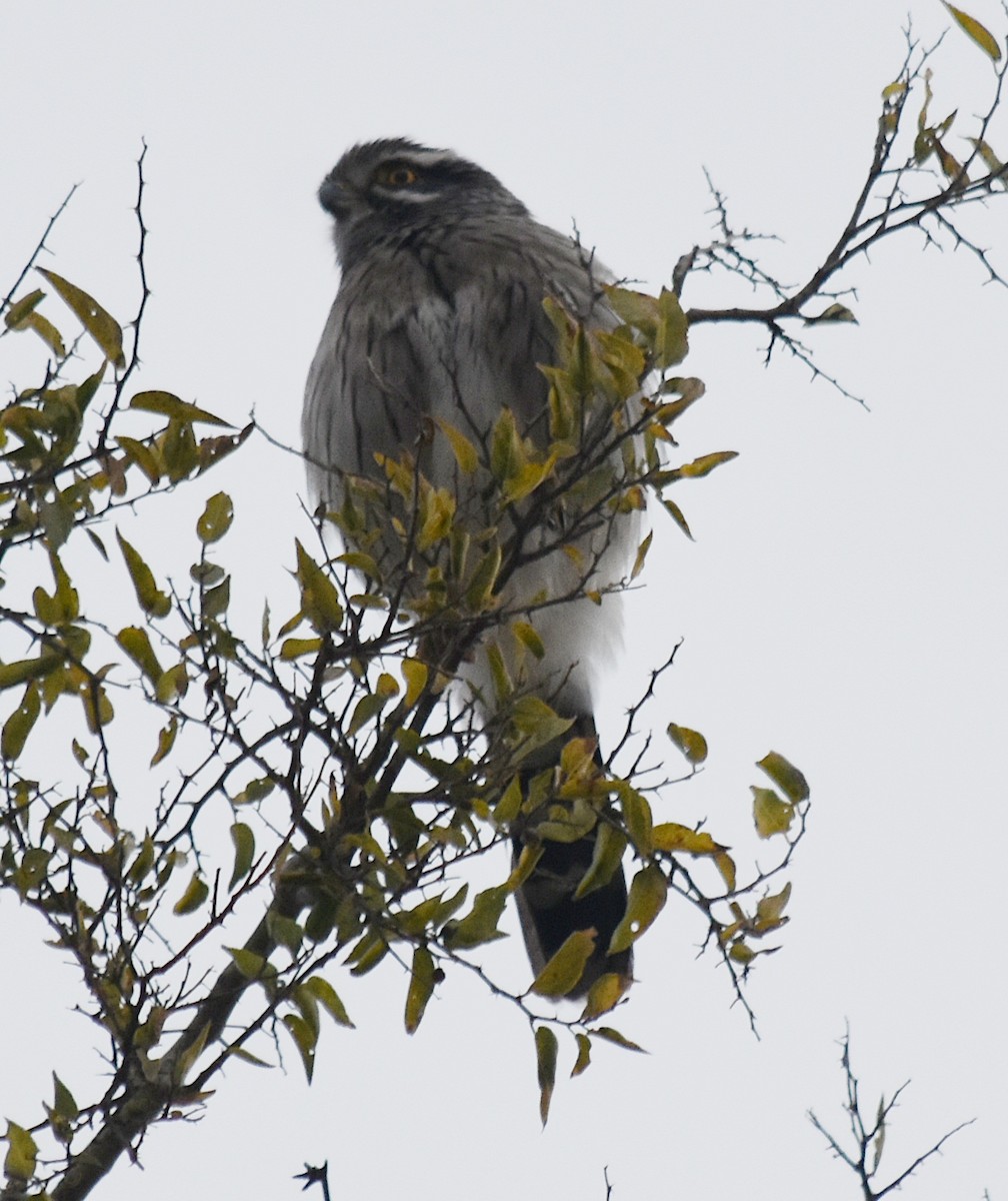 Spot-winged Falconet - ML461969051