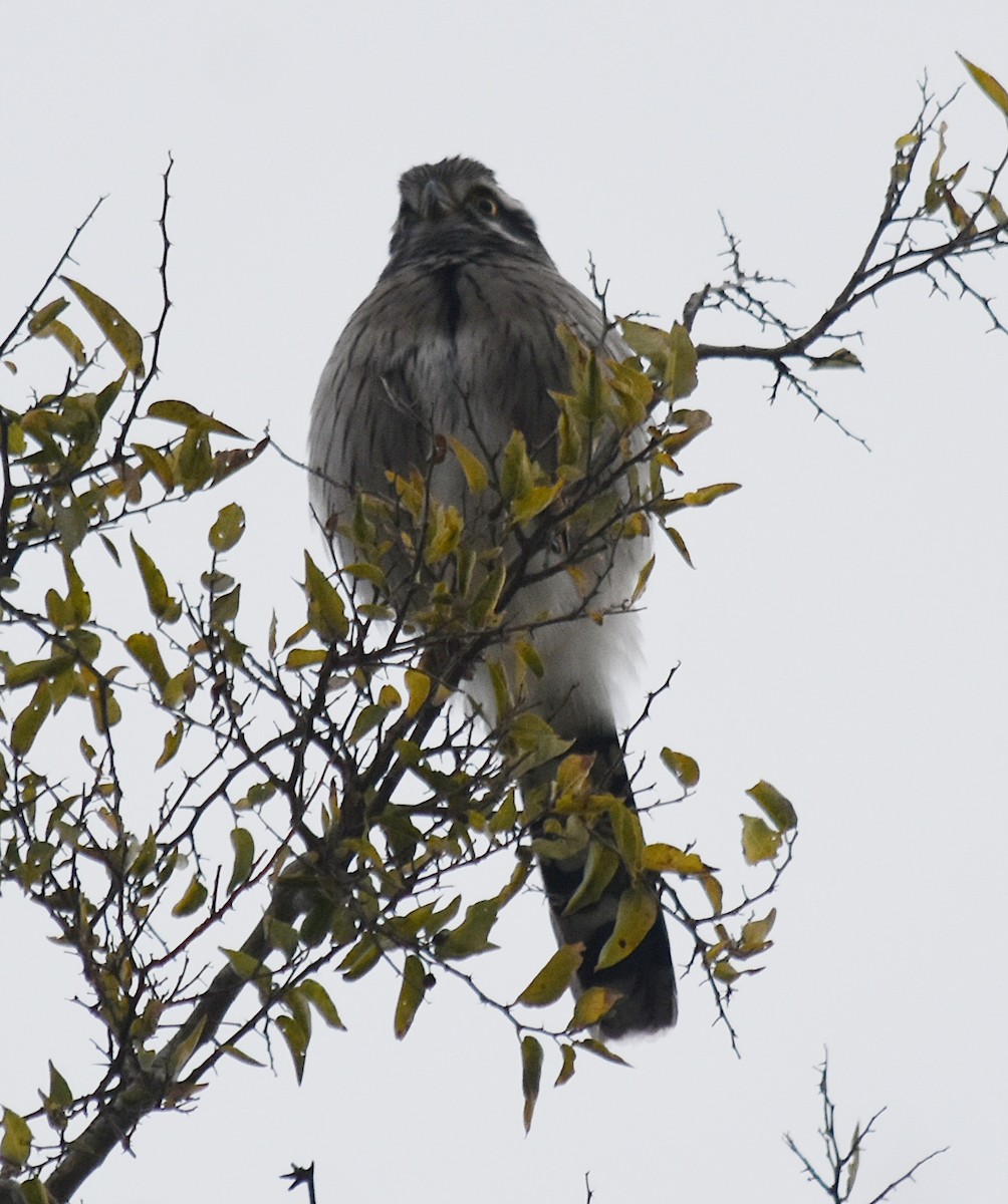 Spot-winged Falconet - ML461969071