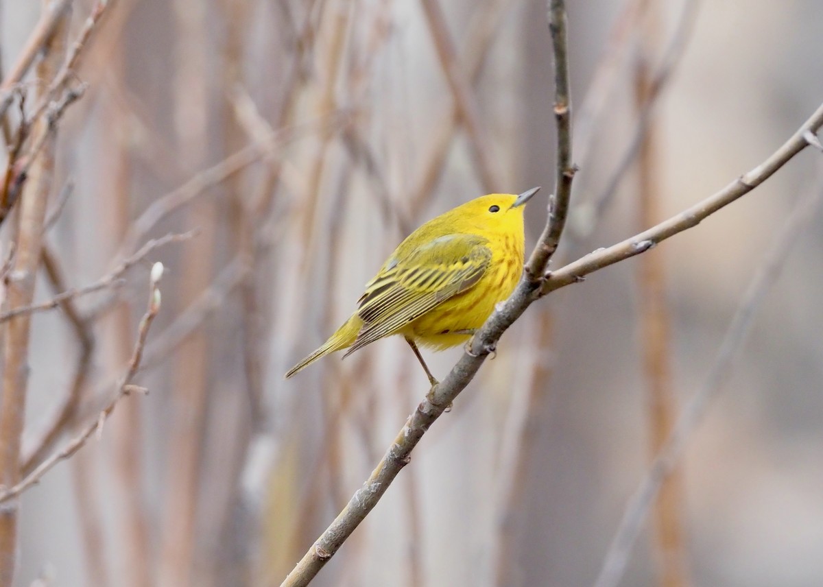 Yellow Warbler - ML461969461