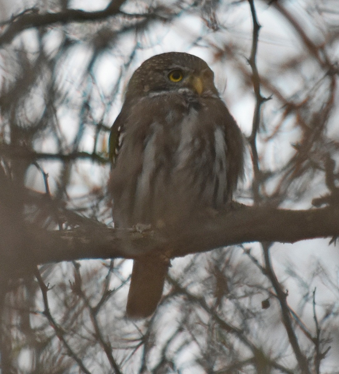 Ferruginous Pygmy-Owl - ML461969501