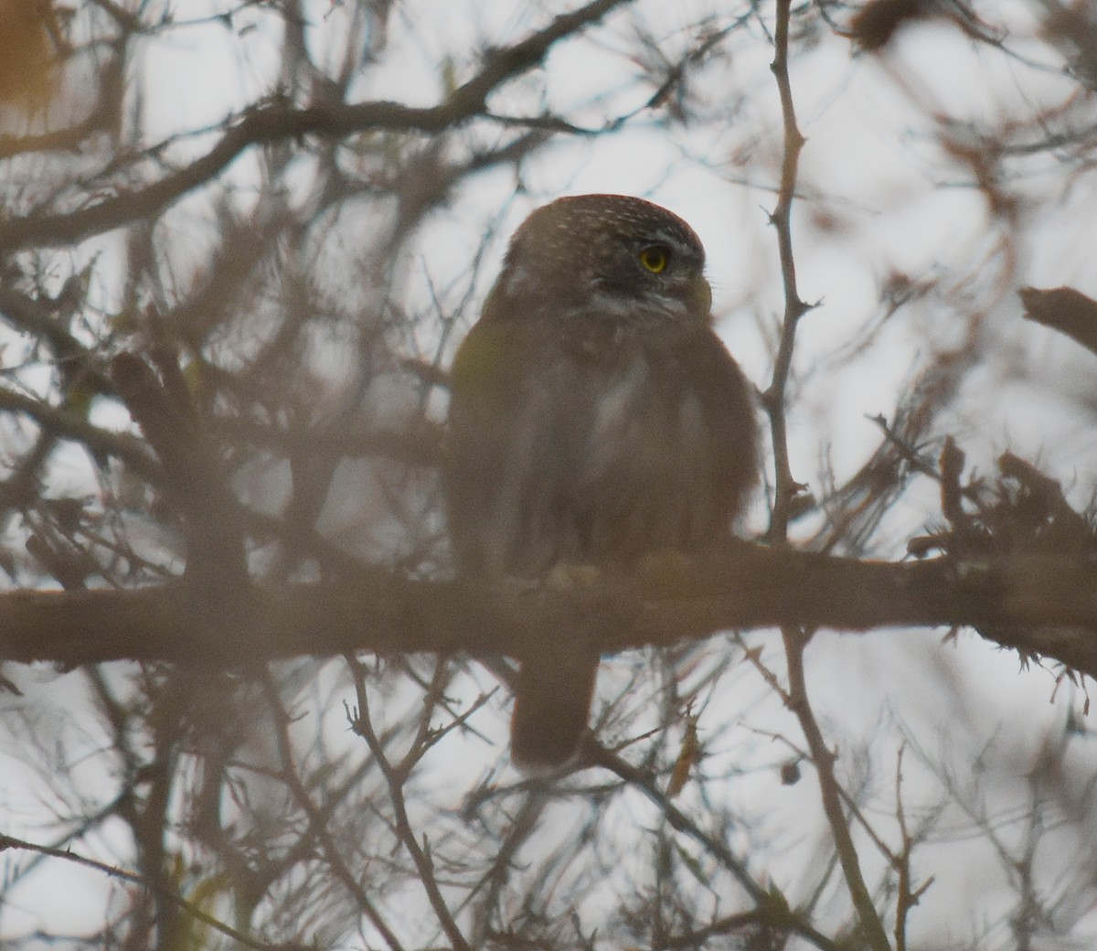 Ferruginous Pygmy-Owl - ML461969541