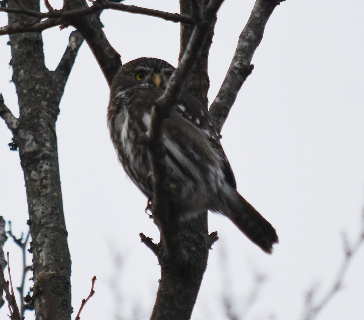 Ferruginous Pygmy-Owl - ML461969551