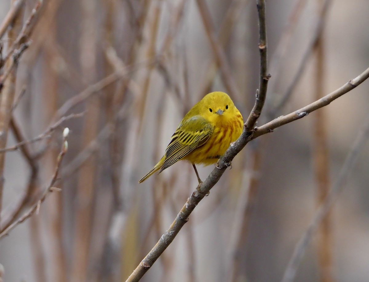 Yellow Warbler - ML461969611