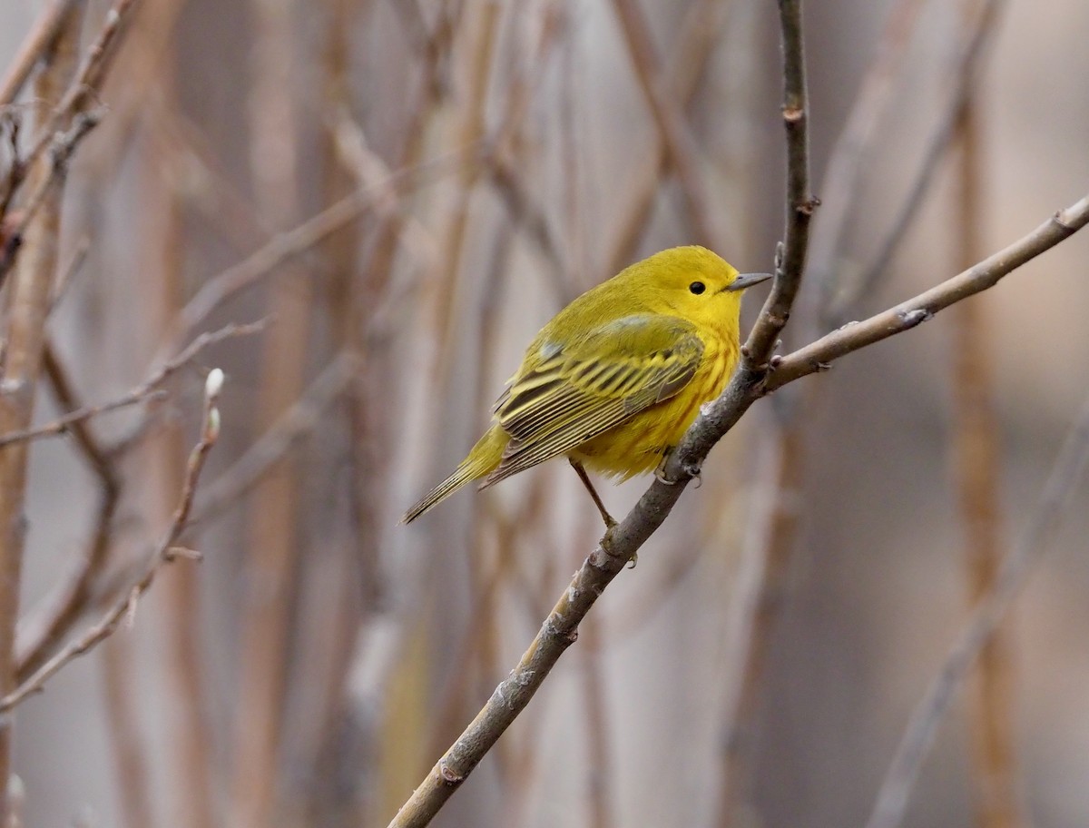 Yellow Warbler - ML461969691