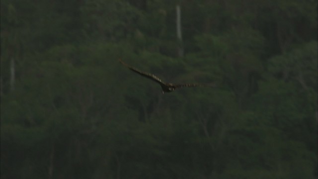 Turkey Vulture - ML461971
