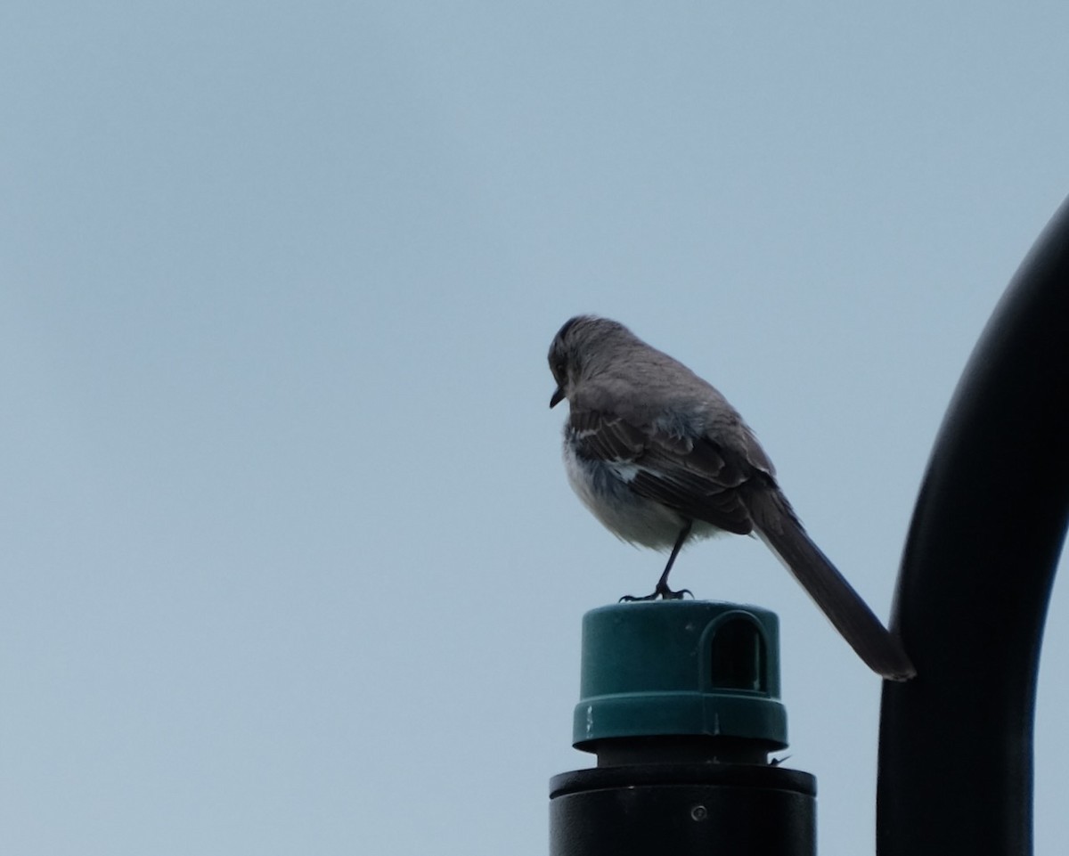 Northern Mockingbird - Alexander Rabb