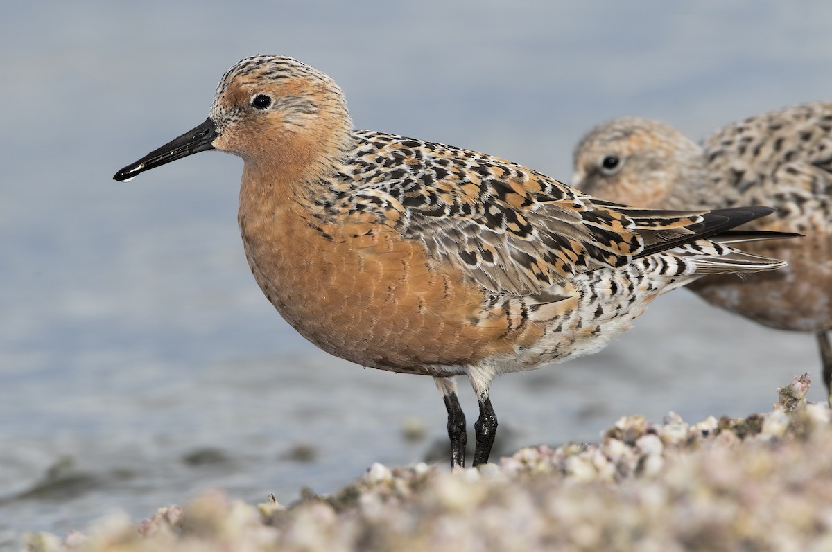 Red Knot - ML461972261