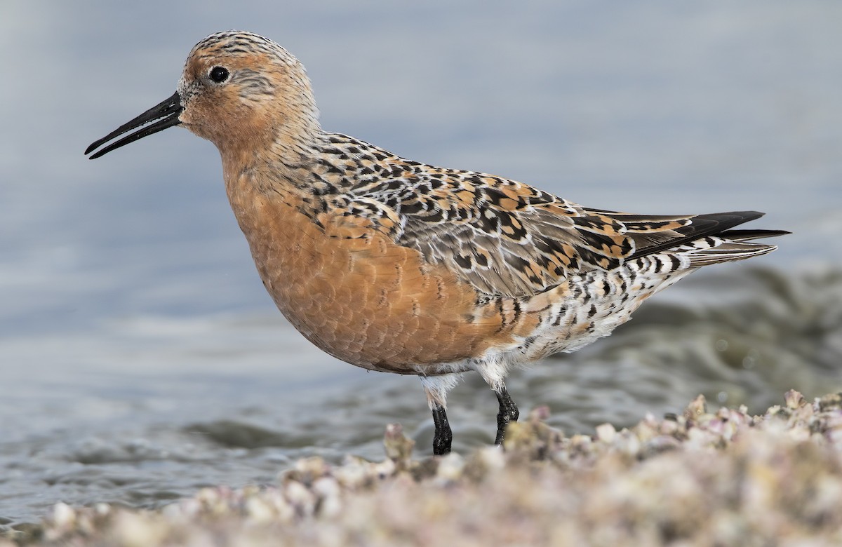 Red Knot - ML461972271