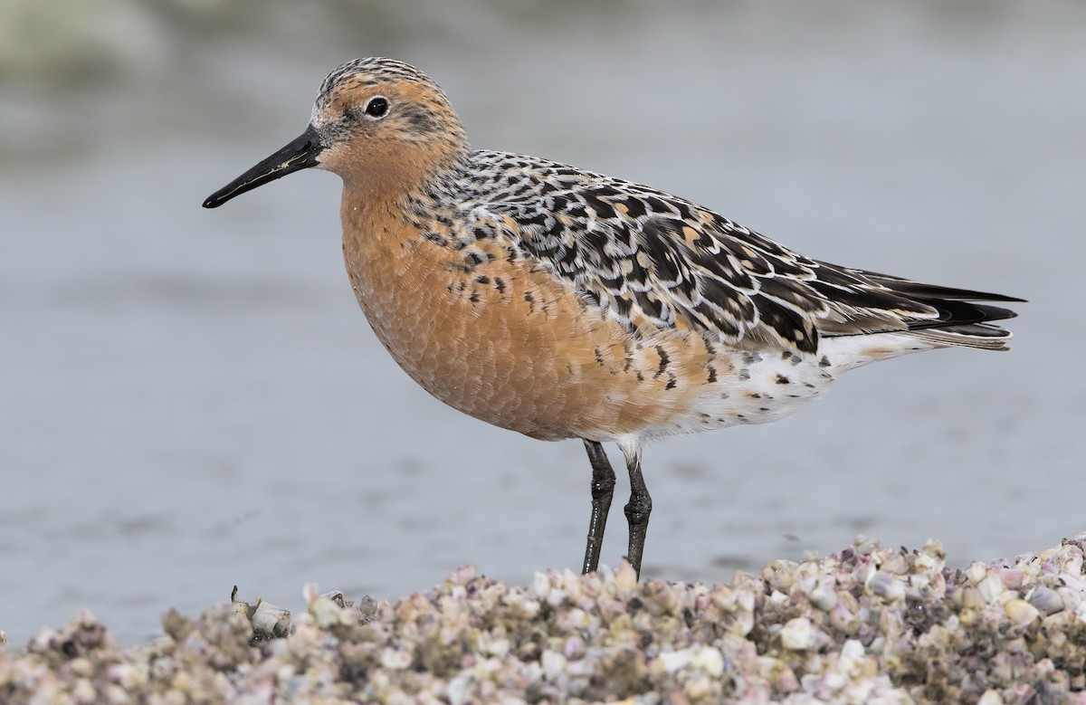 Red Knot - ML461972311