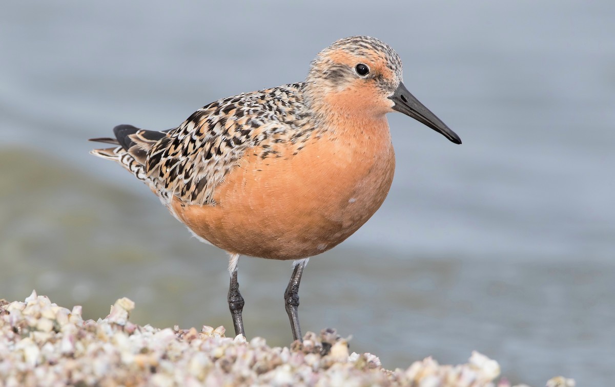 Red Knot - ML461972341