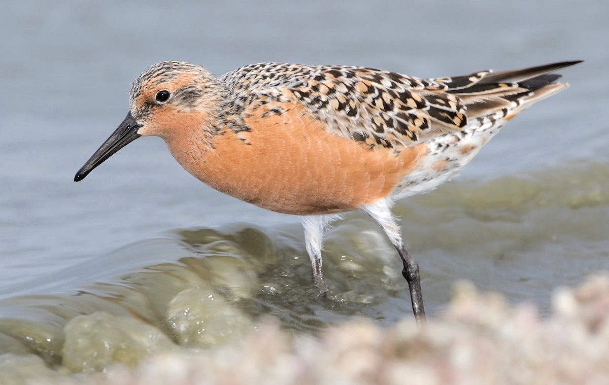 Red Knot - ML461972351
