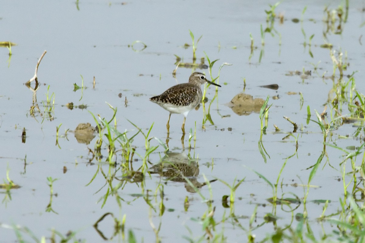 Wood Sandpiper - ML461972361