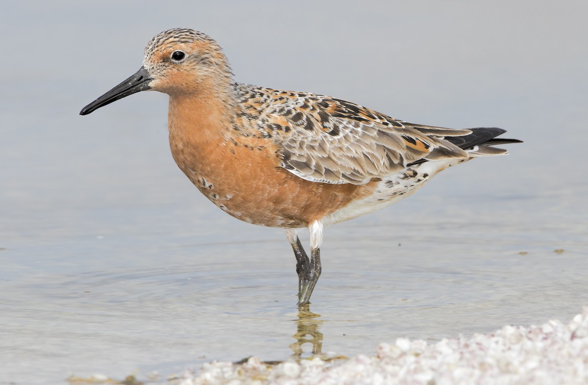 Red Knot - ML461972441
