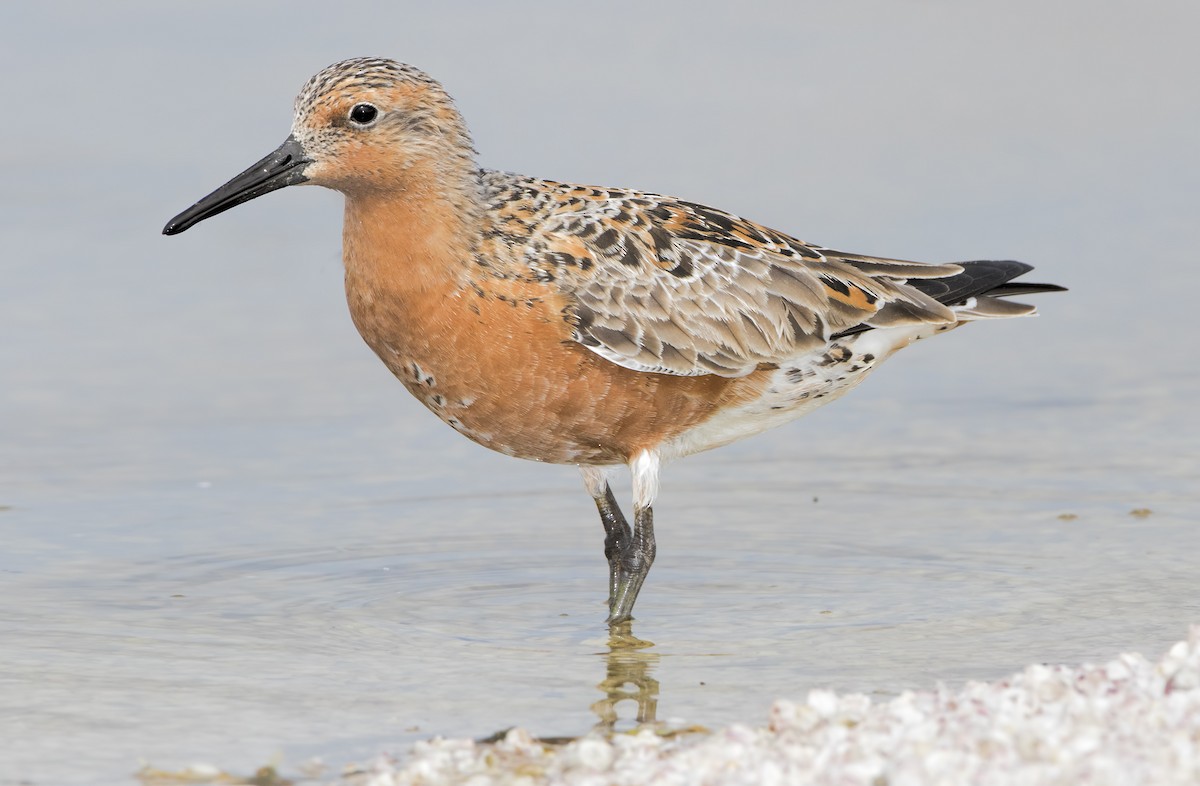 polarsnipe - ML461972441