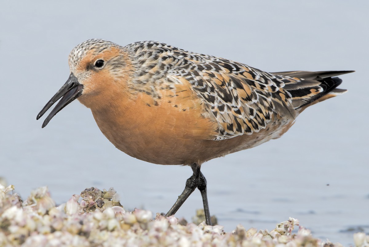 Red Knot - ML461972571