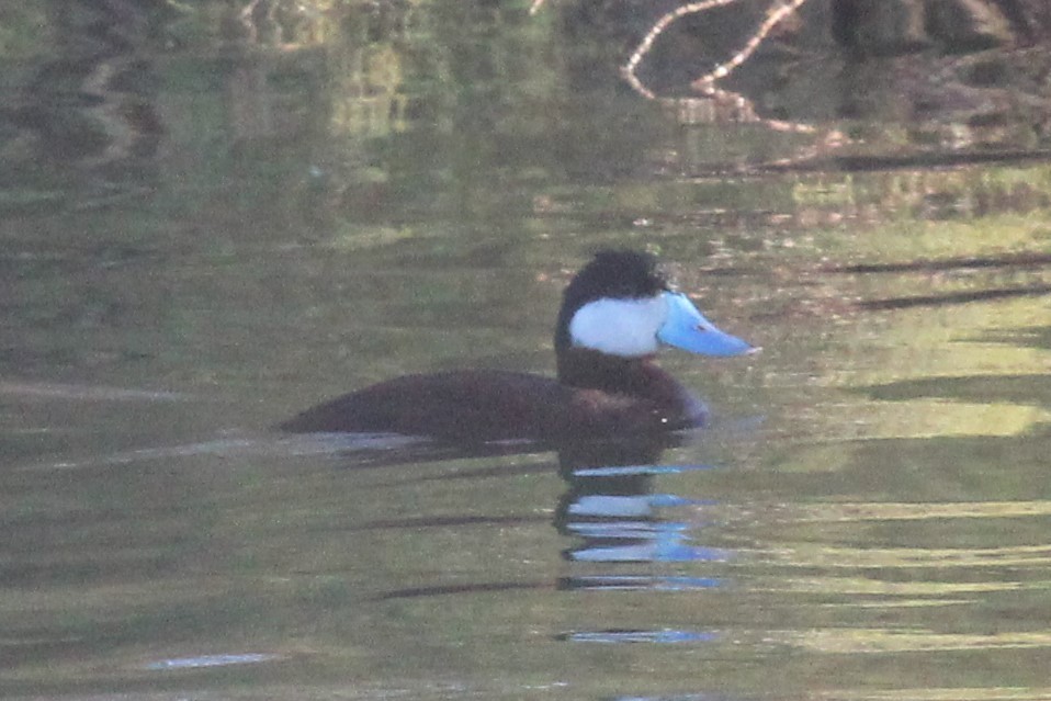 Ruddy Duck - ML461974151