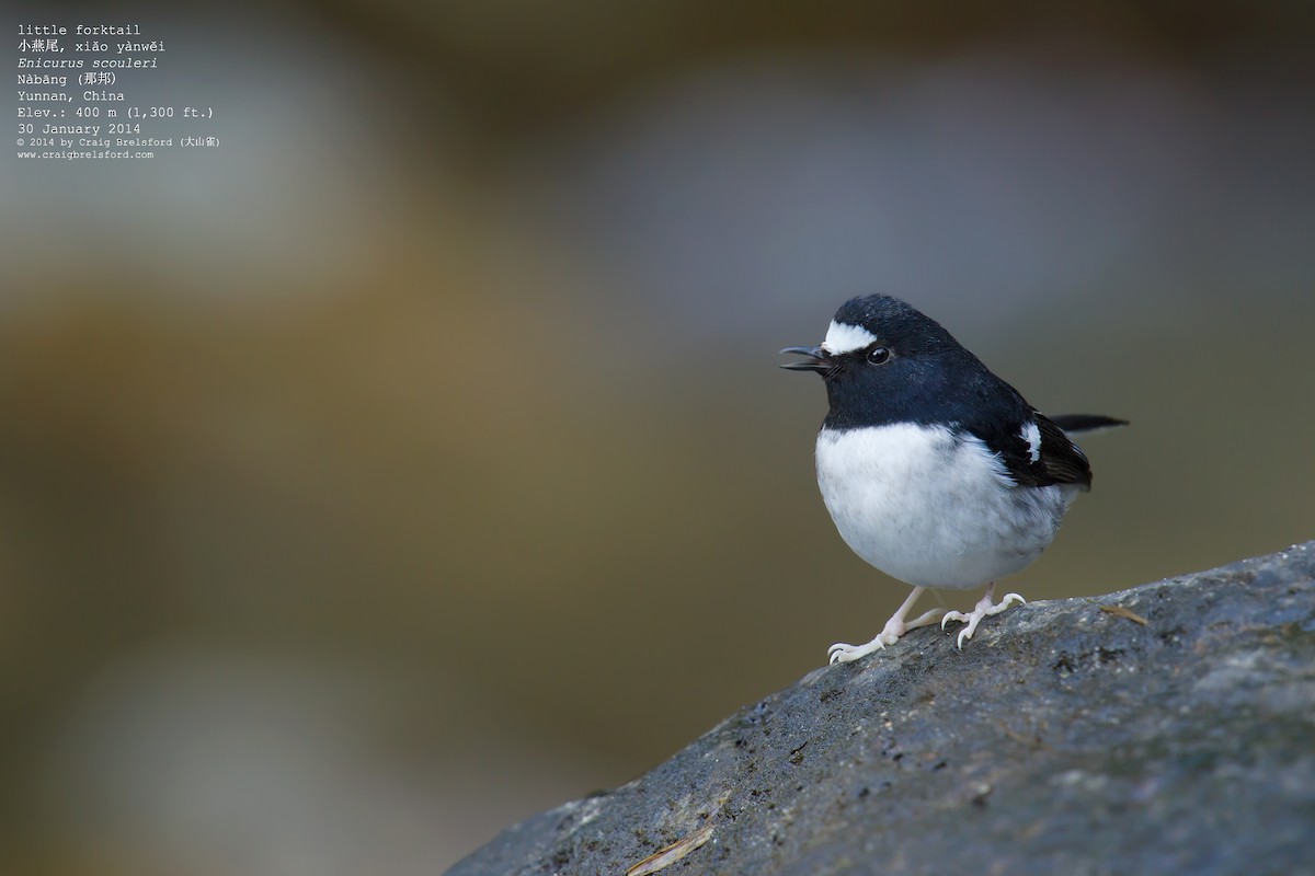 Little Forktail - Craig Brelsford