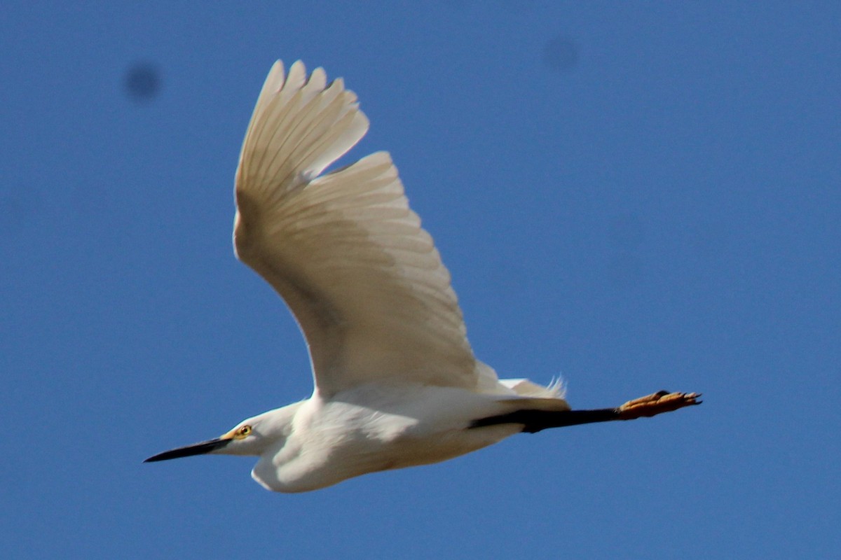 Snowy Egret - ML461974491