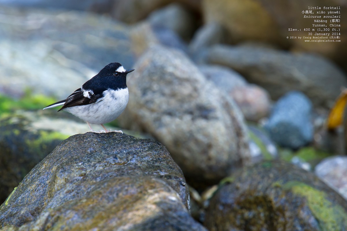 Little Forktail - Craig Brelsford