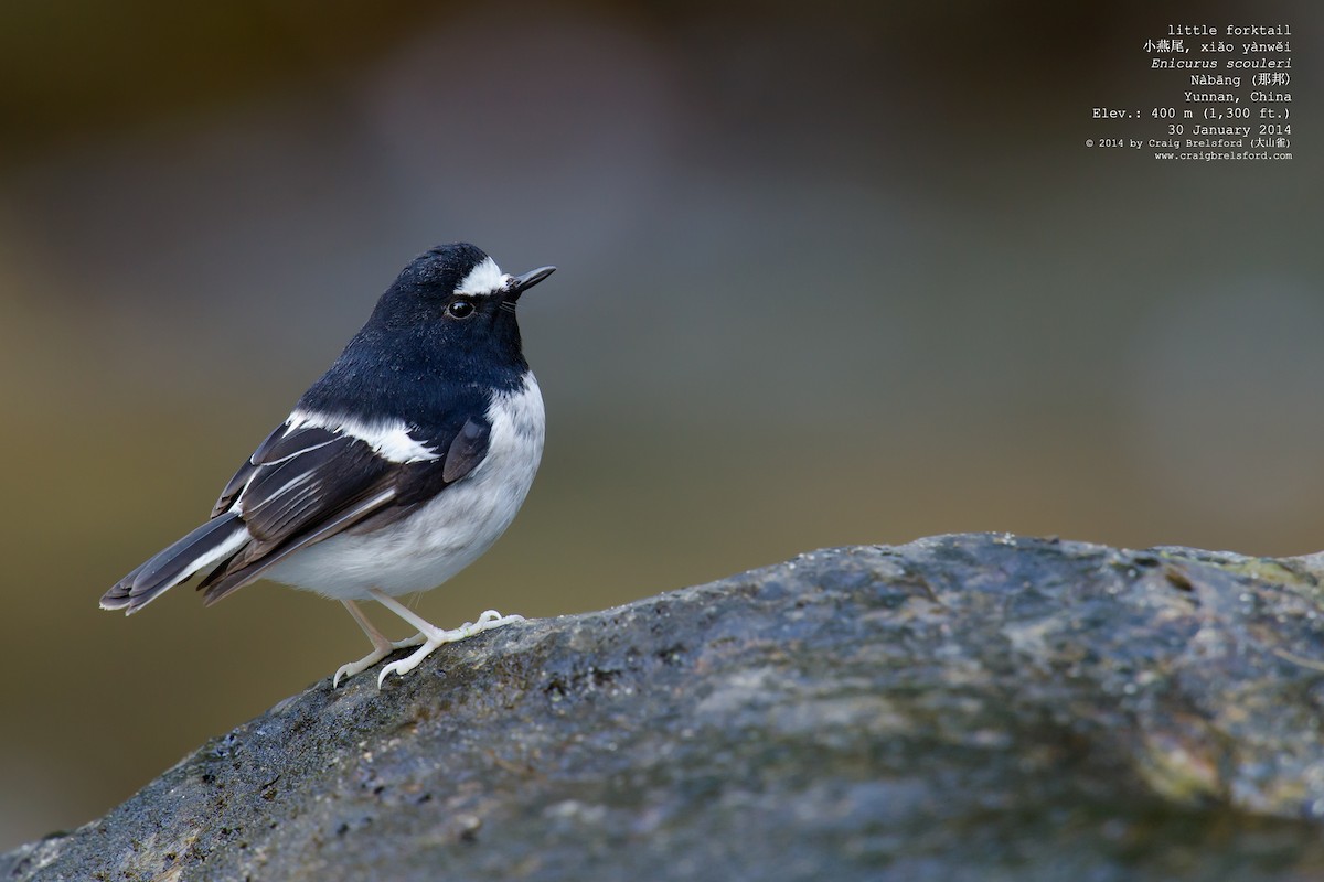 Little Forktail - Craig Brelsford