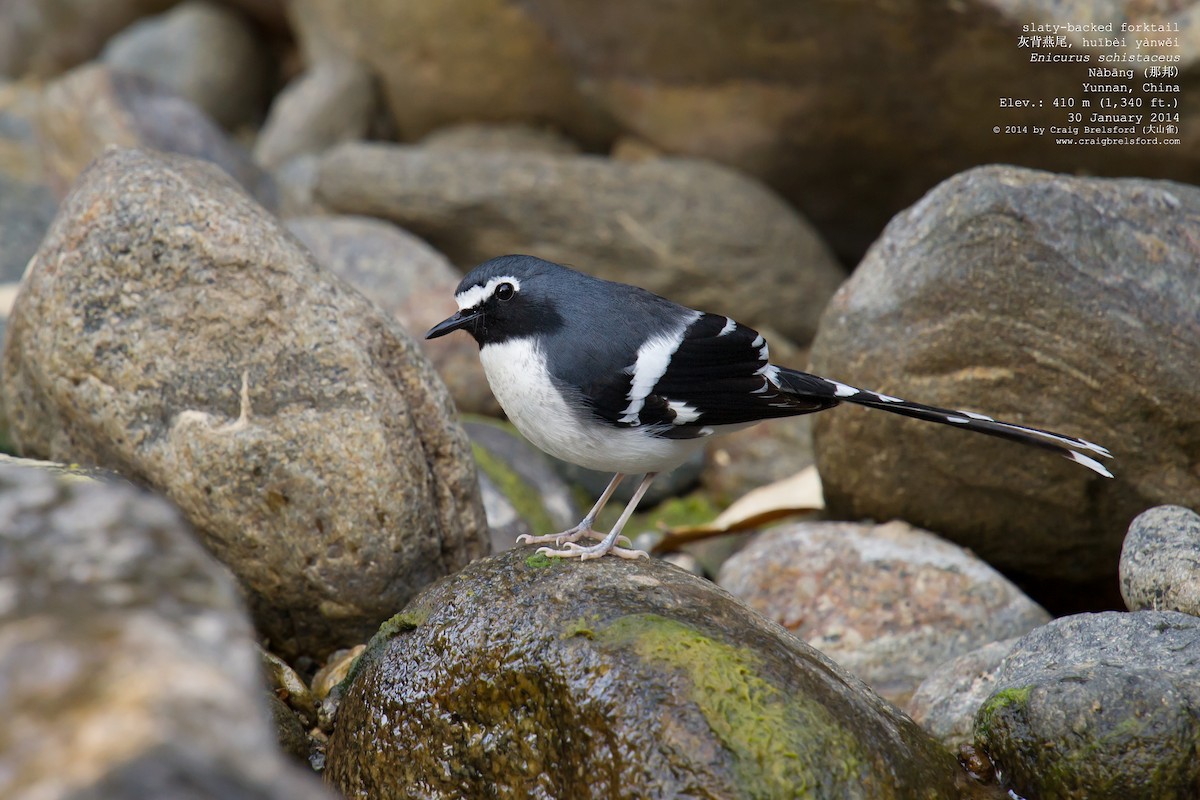 Slaty-backed Forktail - ML46197581