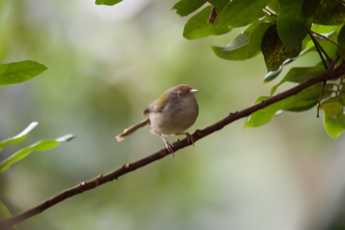 Rotstirn-Schneidervogel - ML461975871