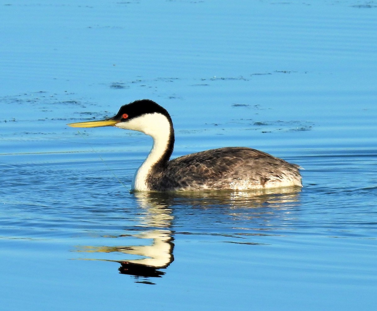 Western Grebe - ML461976101