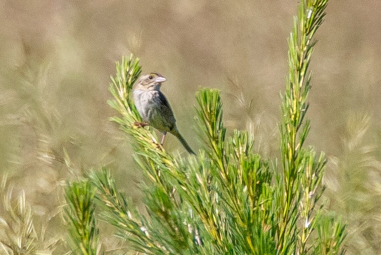 Henslow's Sparrow - ML461976131