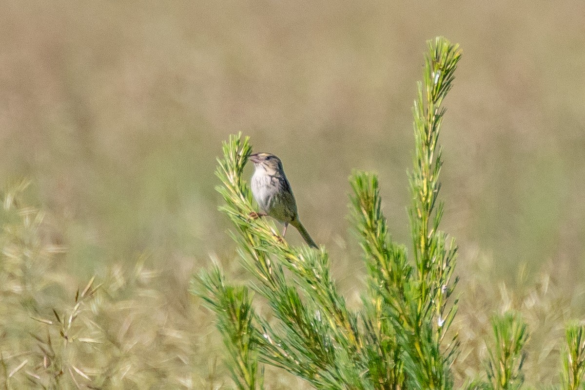 Henslow's Sparrow - ML461976151