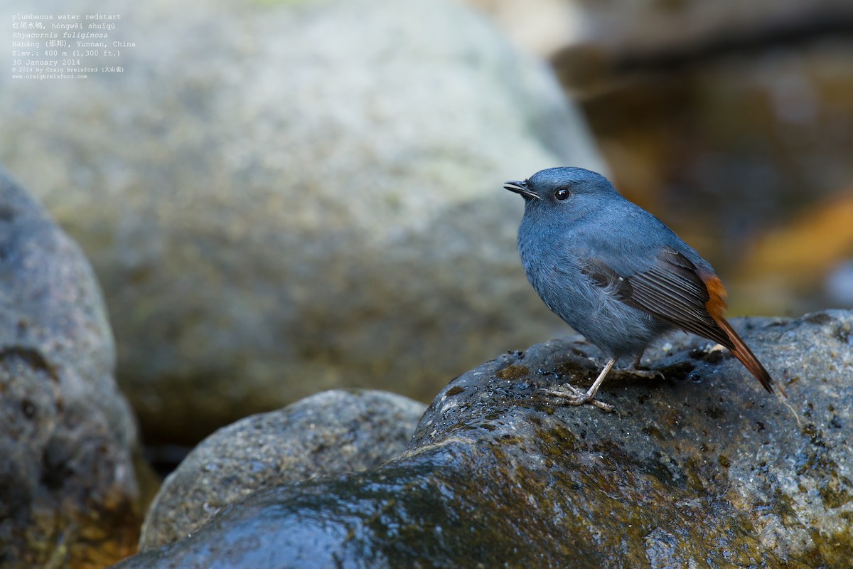 Plumbeous Redstart - ML46197631