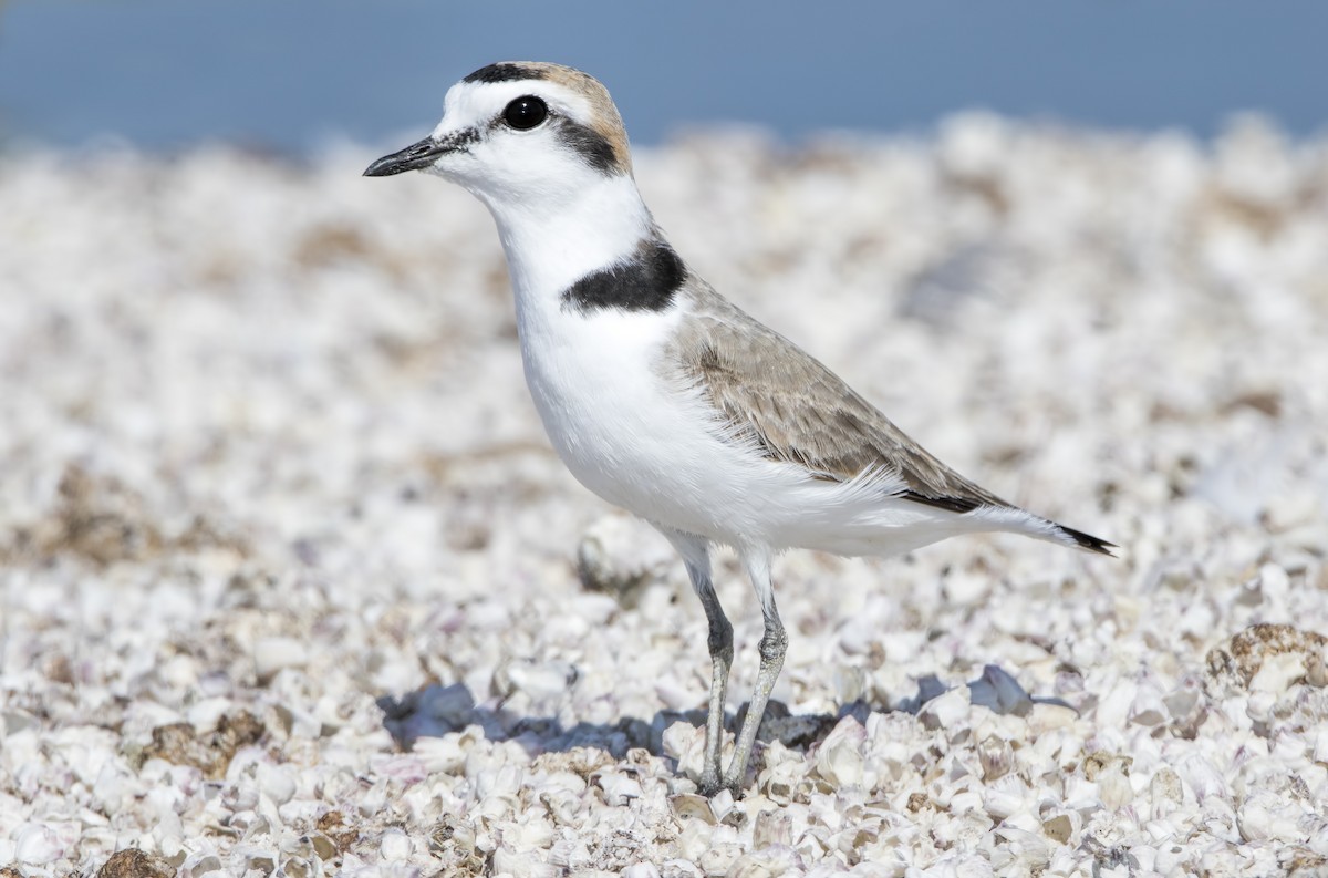 Snowy Plover - ML461976551