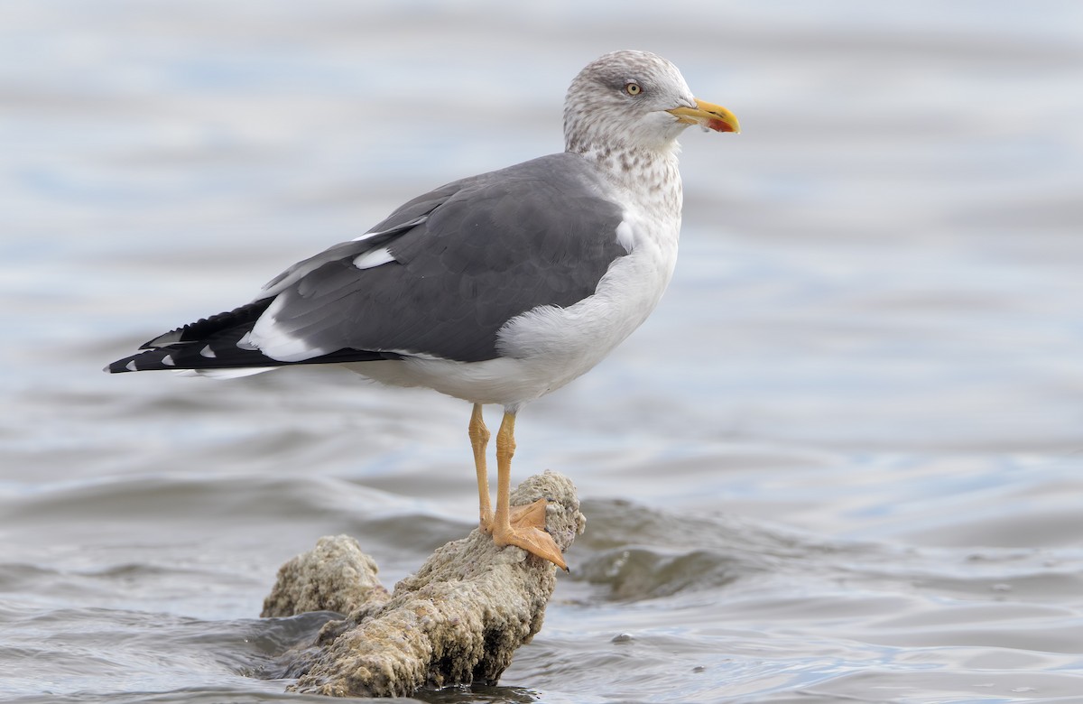 Lesser Black-backed Gull - ML461976811