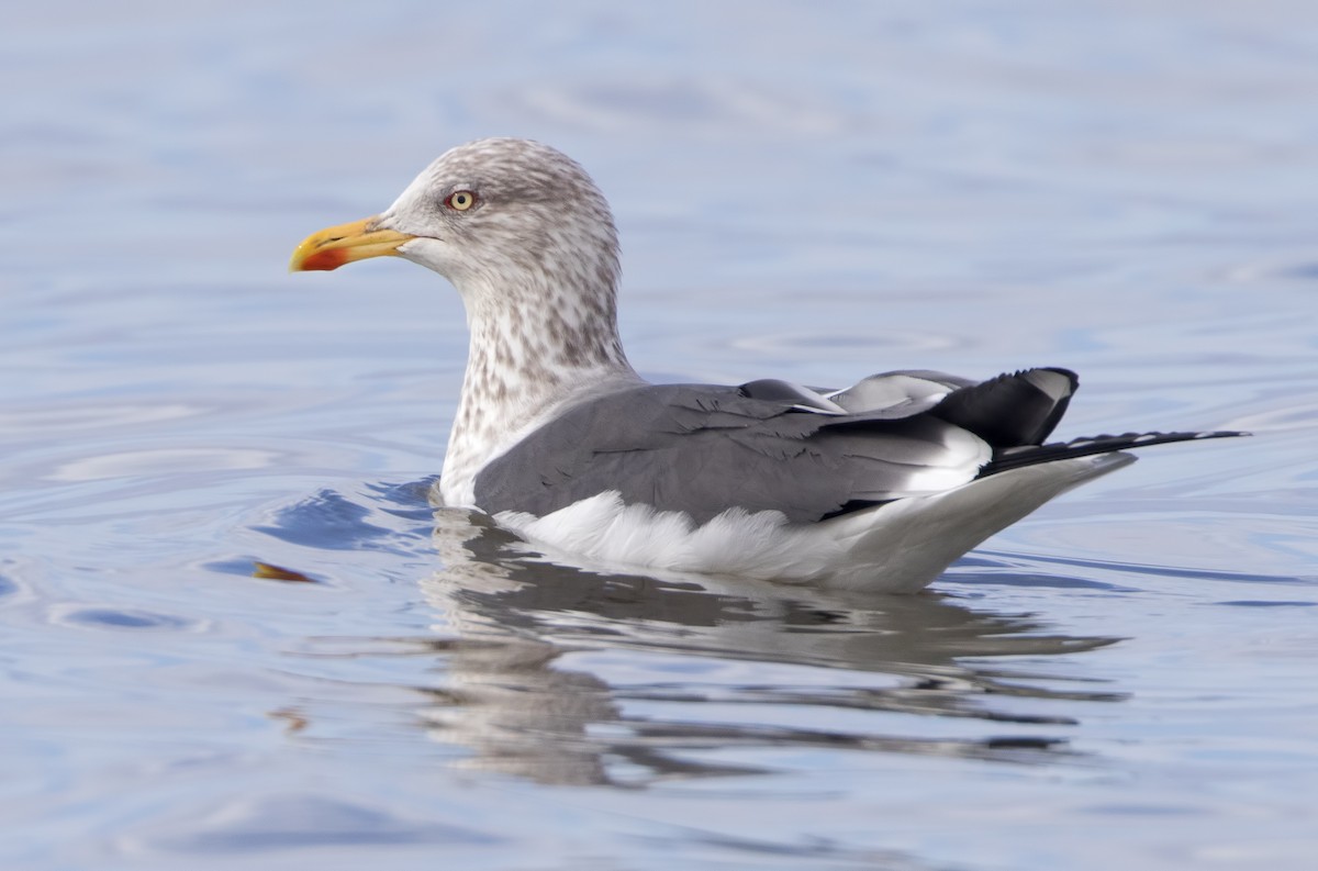 Lesser Black-backed Gull - ML461976821