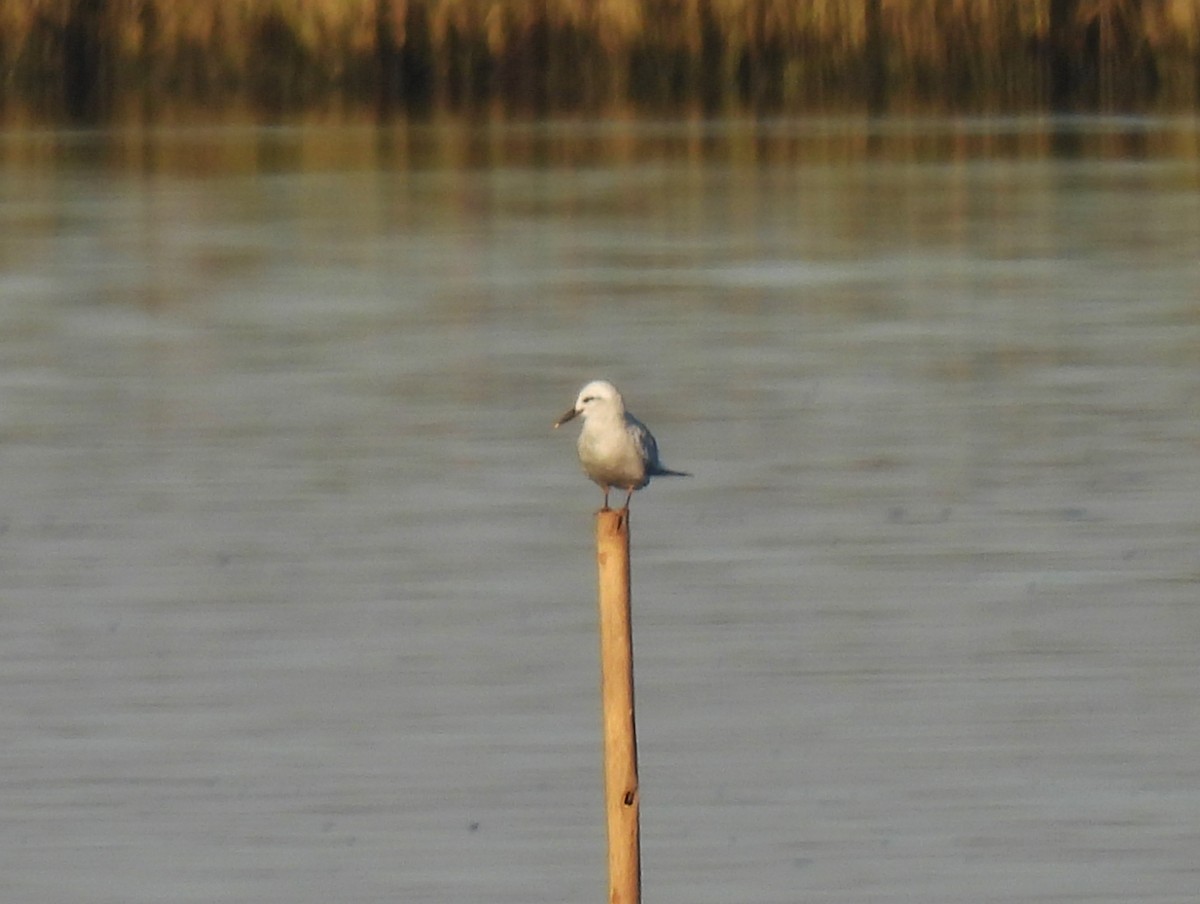 Snowy-crowned Tern - ML461977031