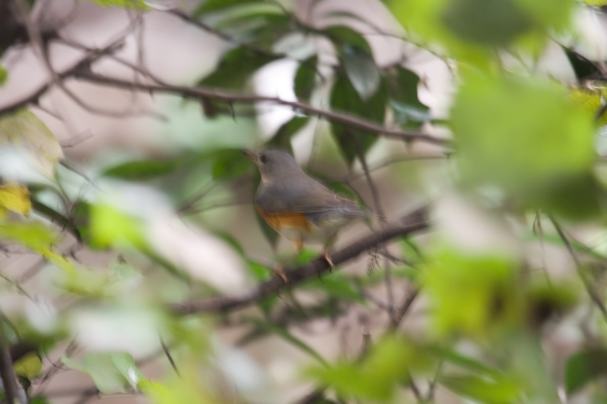 Gray-backed Thrush - ML461977111