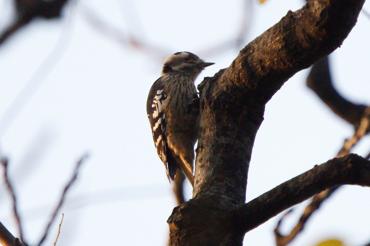 Gray-capped Pygmy Woodpecker - ML461977391