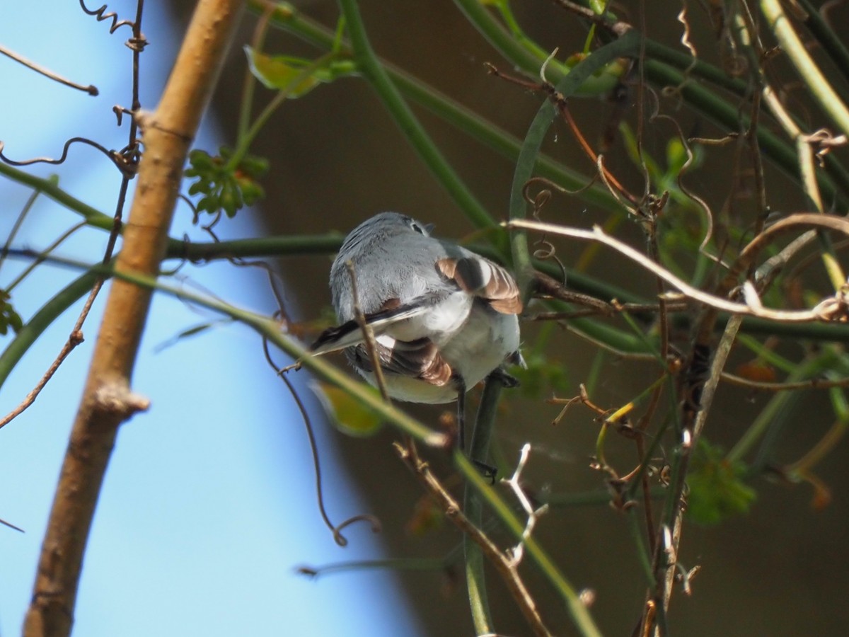 Blue-gray Gnatcatcher - ML461977451