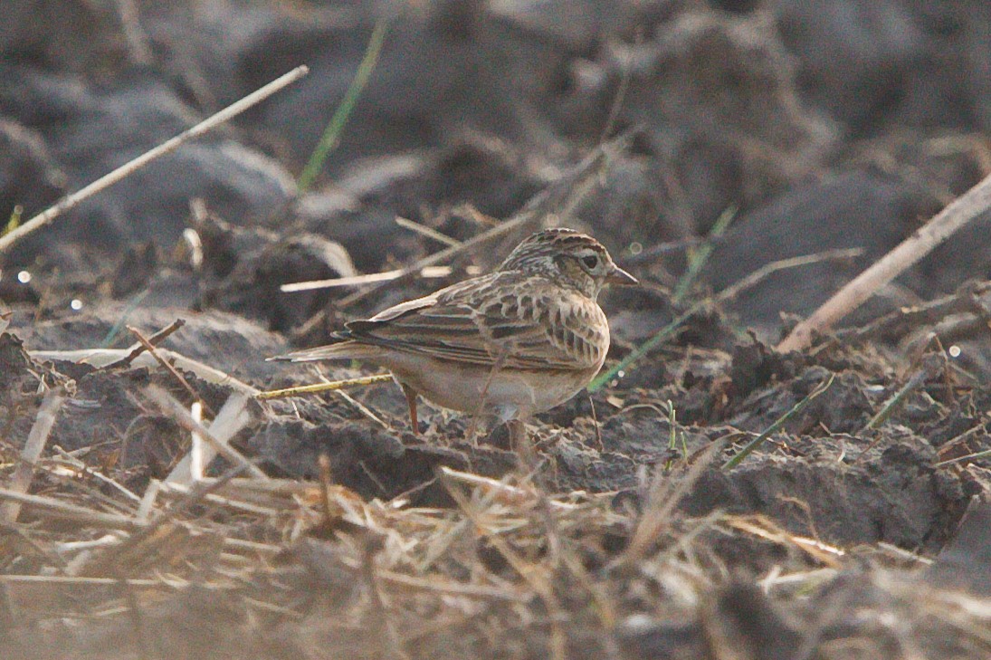 Oriental Skylark - ML461978331