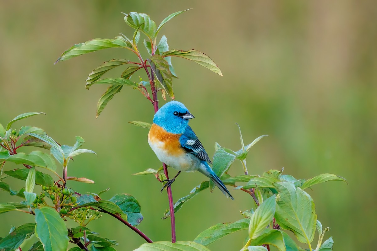 Lazuli Bunting - ML461979131