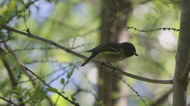 Mavi Başlı Vireo - ML461979201